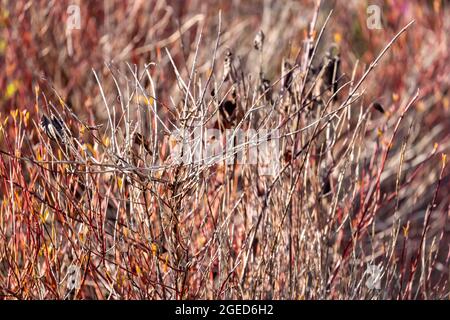thick red grass or reeds bunched together growing wild in a tight space ...