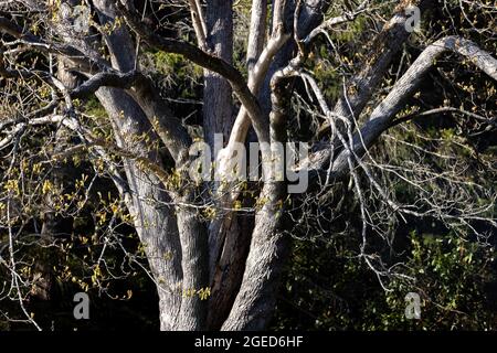 tall twisting branches of a thick old oak tree with yellow new leaf buds that haven't opened yet Stock Photo