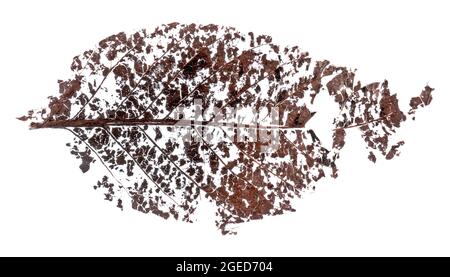 Dry and worn natural leaf on white background Stock Photo