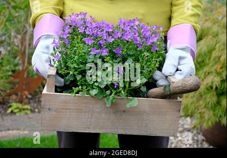 female gardener holding tray of purple bellflowers campanula flowers, plants in english garden, norfolk, england Stock Photo