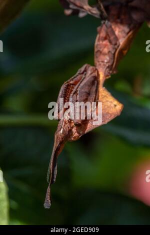 A close up of a ghost mantis hanging down from a branch Stock Photo