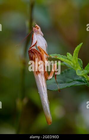 A  full length portrait close up of a male Orchid Mantis, Stock Photo