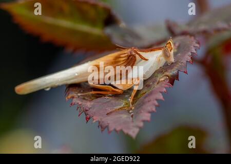 A close up of a male Orchid Mantis, drinking from the rain droplets on a leaf. Stock Photo