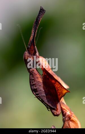 A close up of a Ghost Praying Mantis, showing the complex detail in its eyes. Stock Photo
