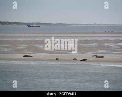 Seals on the Razende Bol sandbank, with coastguard ship and the Dutch mainland in the background, North Sea, the Netherlands Stock Photo
