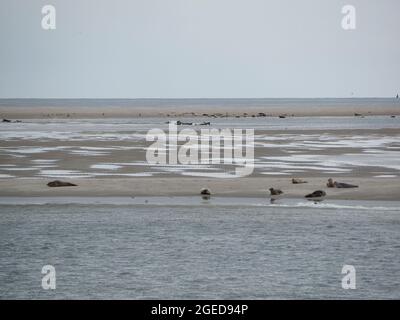Dutch wildlife many seals resting on the Razende Bol, near Texel island, the netherlands Stock Photo