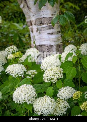 Hydrangea arborescens 'Annabelle' planted in front of a Silver Birch tree, in a UK garden. Stock Photo