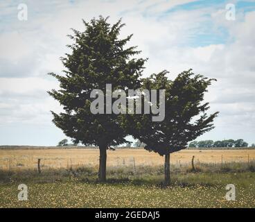 Calden, Prosopis Caldenia in Pampas landscape, typical tree of the Pampas plain, La Pampa Province, Patagonia, Argentina. Stock Photo