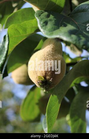 The furry immature fruit of the Quince tree. Cydonia oblonga growing in a natural outdoor setting. Stock Photo