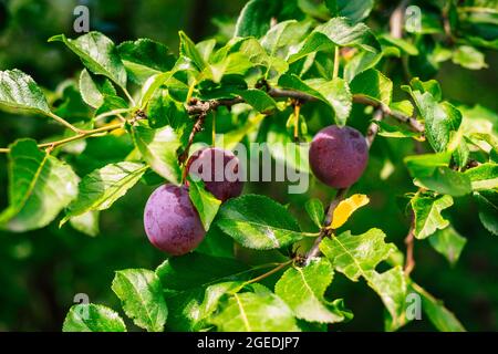 tasty fresh mirabelle plums on tree in summer Stock Photo