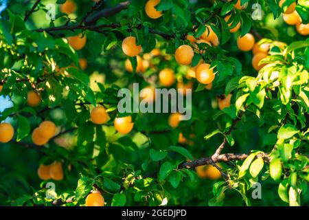tasty fresh mirabelle plums on tree in summer Stock Photo