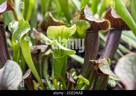 View of bright carnivorous plants, exotic insect eating plants field. Natural exotic background with danger concept. Very attractive plants but very d Stock Photo