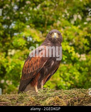 Portrait of a Harris Hawk (Parabuteo unicinctus) . Stock Photo