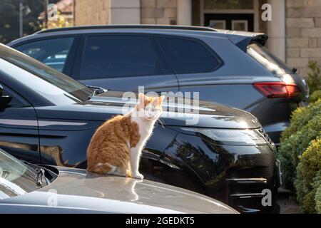 Ginger and white cat sitting on the warm bonnet of a car, UK Stock Photo