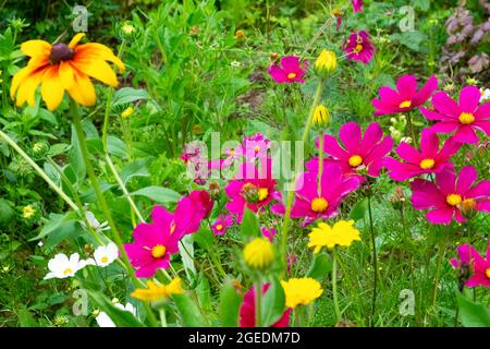 Dark pink cosmos bipinnatus growing in August garden herbaceous mixed flower border and yellow Rudbeckia hirta in bloom Wales UK Britain KATHY DEWITT Stock Photo