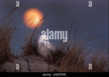 Snowy owl in dune habitat at moonrise Stock Photo