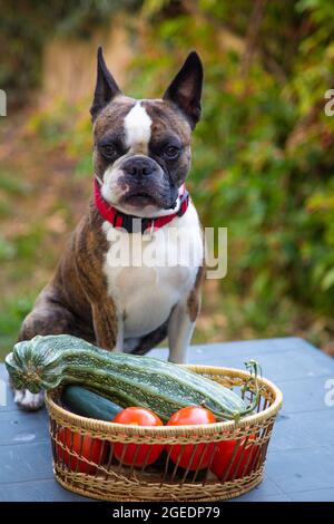 Vegetables for french outlet bulldogs