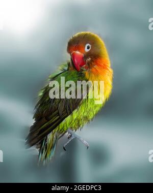 A picture of a freshly washed parrot. It is a Fisher lovebird. The bird is sitting on a crane and brushing his wet feathers. The background is faded Stock Photo