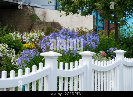 Coastal or seaside garden with blue agapanthus  (agapanthus africanus) in flower on the seafront at Cowes, Isle of Wight, England, UK Stock Photo