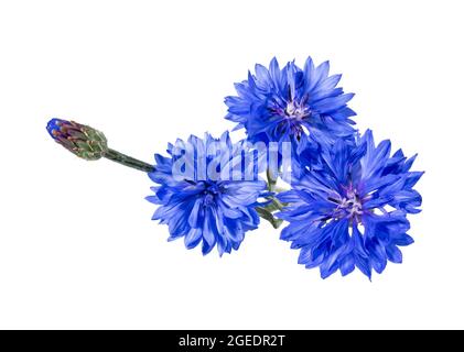 Close up of blue cornflower flower isolated on white background.  Blue Cornflower Herb or bachelor button flower. Macro picture of corn flowers. Stock Photo