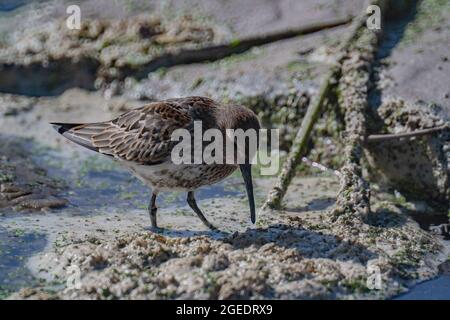 Selective focus shot of a Dunlin bird on the seashore Stock Photo