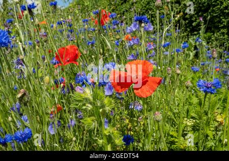 Close up of red poppies poppy and blue cornflowers wildflowers wild flowers in a garden border in summer England UK United Kingdom GB Great Britain Stock Photo