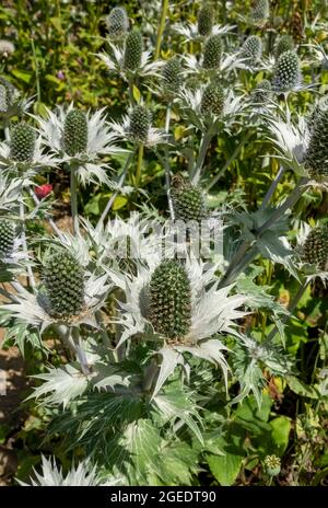 Close up of sea holly eryngium flowers in a garden border in summer England UK United Kingdom GB Great Britain Stock Photo