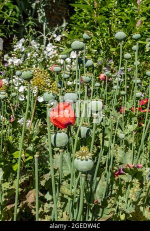 Close up of poppy seedheads poppies flowers in a garden border in summer England UK United Kingdom GB Great Britain Stock Photo