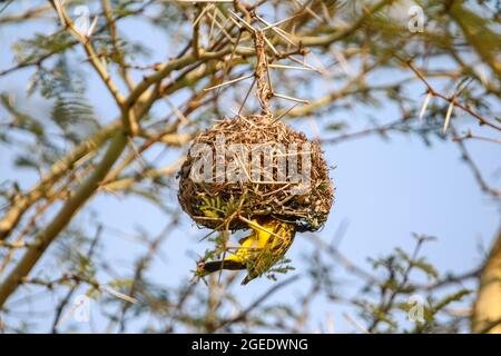 African southern masked Weaver bird building nest in South Africa, Durban Stock Photo