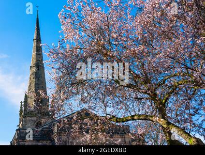 Cherry blossom beside St Alkmund's Church, Shrewsbury, Shropshire. Stock Photo