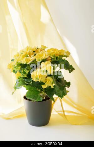 Close up of beautiful yellow begonia flowers in gray pot Stock Photo