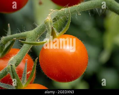 Tomato variety 'Supersweet' ripening on the vine in a greenhouse. Stock Photo