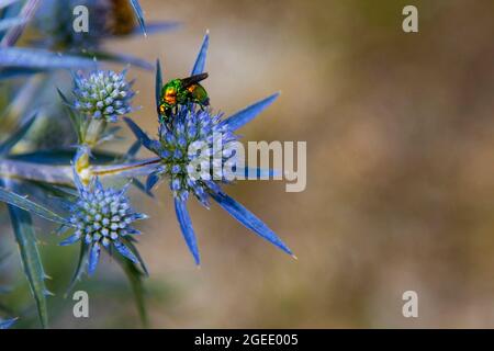 Colored beetle  on the blue herbaceous plant  , Eryngium amethystinum Stock Photo