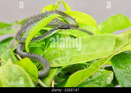 Indra's green snake (golden tree snake,ornate flying snake, golden flying snake ) on a fresh green leaf Stock Photo