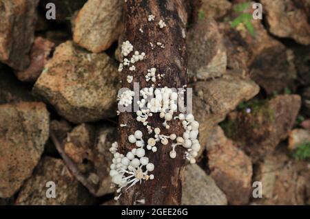 Overhead view of clusters of tiny white mushrooms spread on the surface of a large dead tree trunk Stock Photo