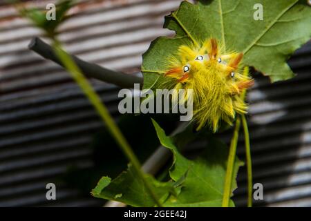 Near view of a yellow caterpillar of papilio machaon with white dots rolling to protect its selfs Stock Photo