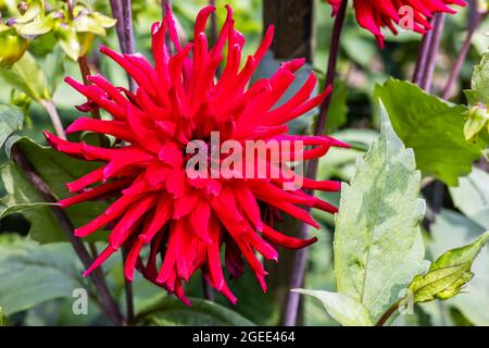 Large head of bright red Semi-cactus Dahlia flower close-up. Stock Photo