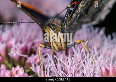 Red admiral (Vanessa atalanta) butterfly feeding with extended proboscis on nectar from hemp-agrimony (Eupatorium cannabinum) flower in summer Stock Photo