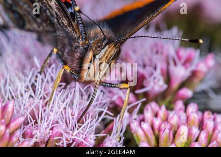 Red admiral (Vanessa atalanta) butterfly feeding with extended proboscis on nectar from hemp-agrimony (Eupatorium cannabinum) flower in summer Stock Photo