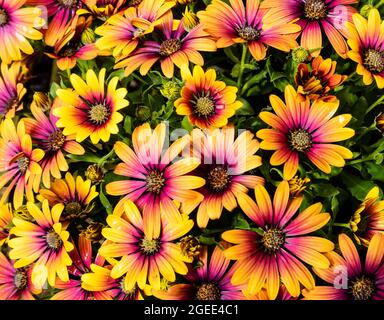 Osteospermum Purple Sun African daisy flowering plant with orange and purple daisy-like flowers. Stock Photo