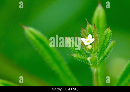 Cleavers (galium aparine), also known as Goosegrass or Sticky Willie, close up showing the tiny white flower of the plant. Stock Photo