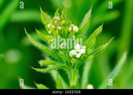 Cleavers (galium aparine), also known as Goosegrass or Sticky Willie, close up showing the tiny white flowers of the plant. Stock Photo