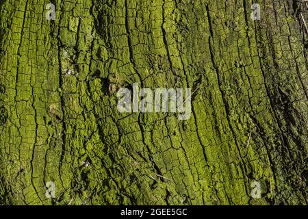 Green bark of the tree Stock Photo