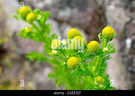 Pineappleweed (matricaria matricarioides), also known as Pineapple Mayweed, close up of a cluster of the small yellowish-green flowerheads. Stock Photo