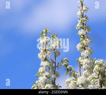 Apple Tree branches reaching skyward and covered with numerous white blossoms against a beautiful blue sky with soft white clouds.