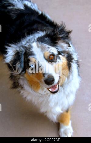 Australian Shepherd dog looks up with his two different colored eyes.  He has one blue eye and one brown. Stock Photo