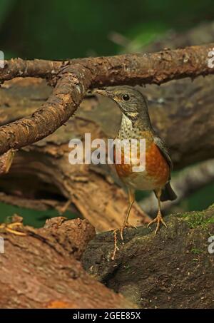 Black-breasted Thrush (Turdus dissimilis) adult female standing on rock Doi Ang Khang, Thailand     November Stock Photo