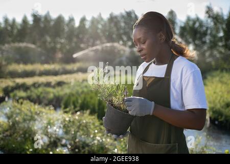 Black woman examining blooming rosemary plant in pot during work on farm in summer Stock Photo