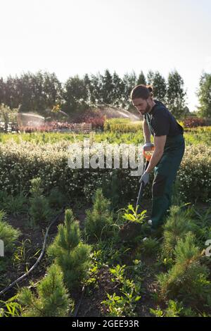 Man in uniform digging soil with spade and replanting sprouts in garden Stock Photo