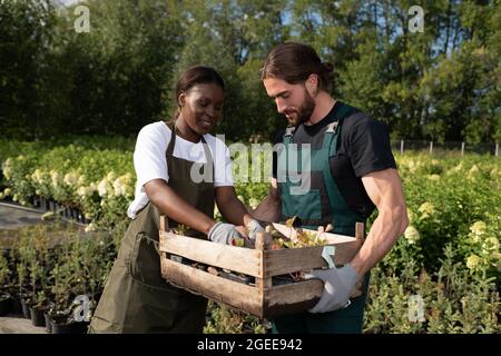 Glad black woman taking strawberry sprouts from box carried by male colleague Stock Photo